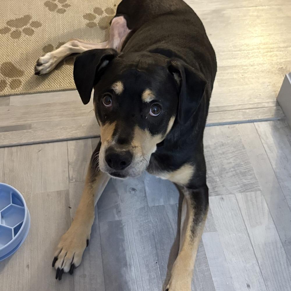 Harley Memphis, a Adoptable mixed breed in Boston, MA image 6/6