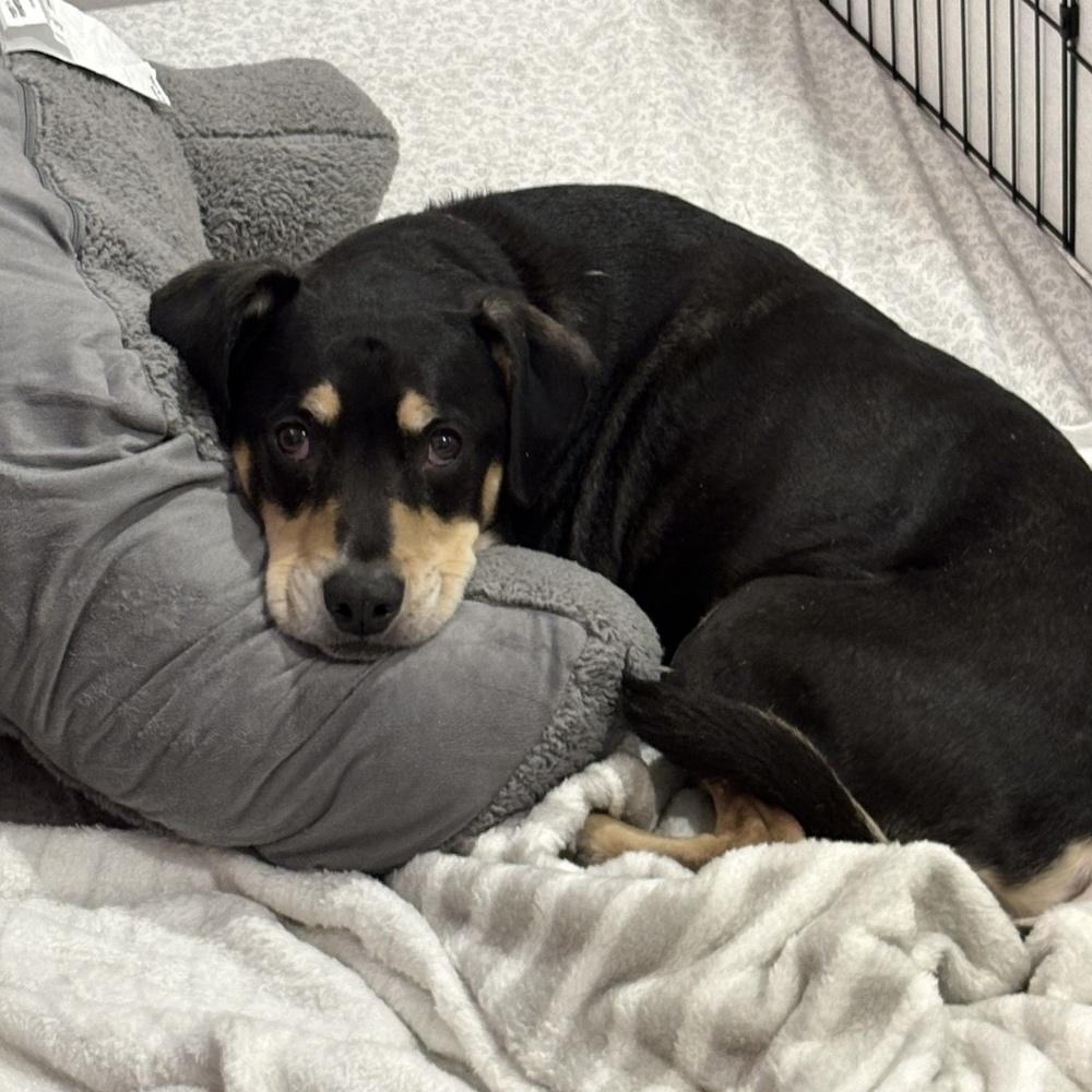 Enlarge Harley Memphis, a Adoptable mixed breed in Boston, MA image 5/6