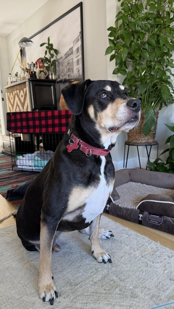 Enlarge Harley Memphis, a Adoptable mixed breed in Boston, MA image 6/6