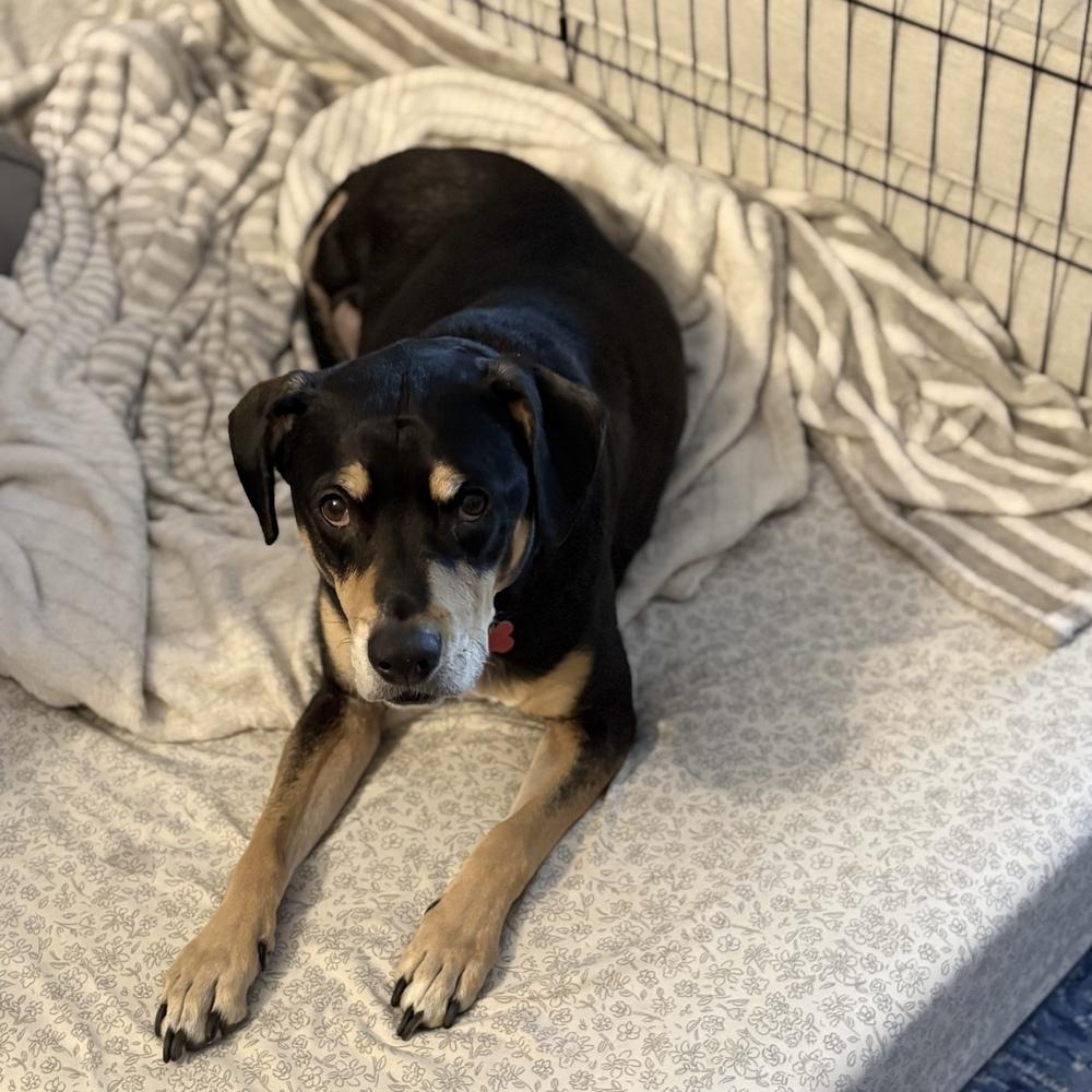 Enlarge Harley Memphis, a Adoptable mixed breed in Boston, MA image 6/6