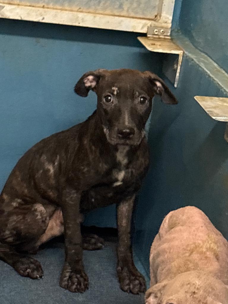 Tracker, Adoptable, Puppy Male Pit Bull Terrier.