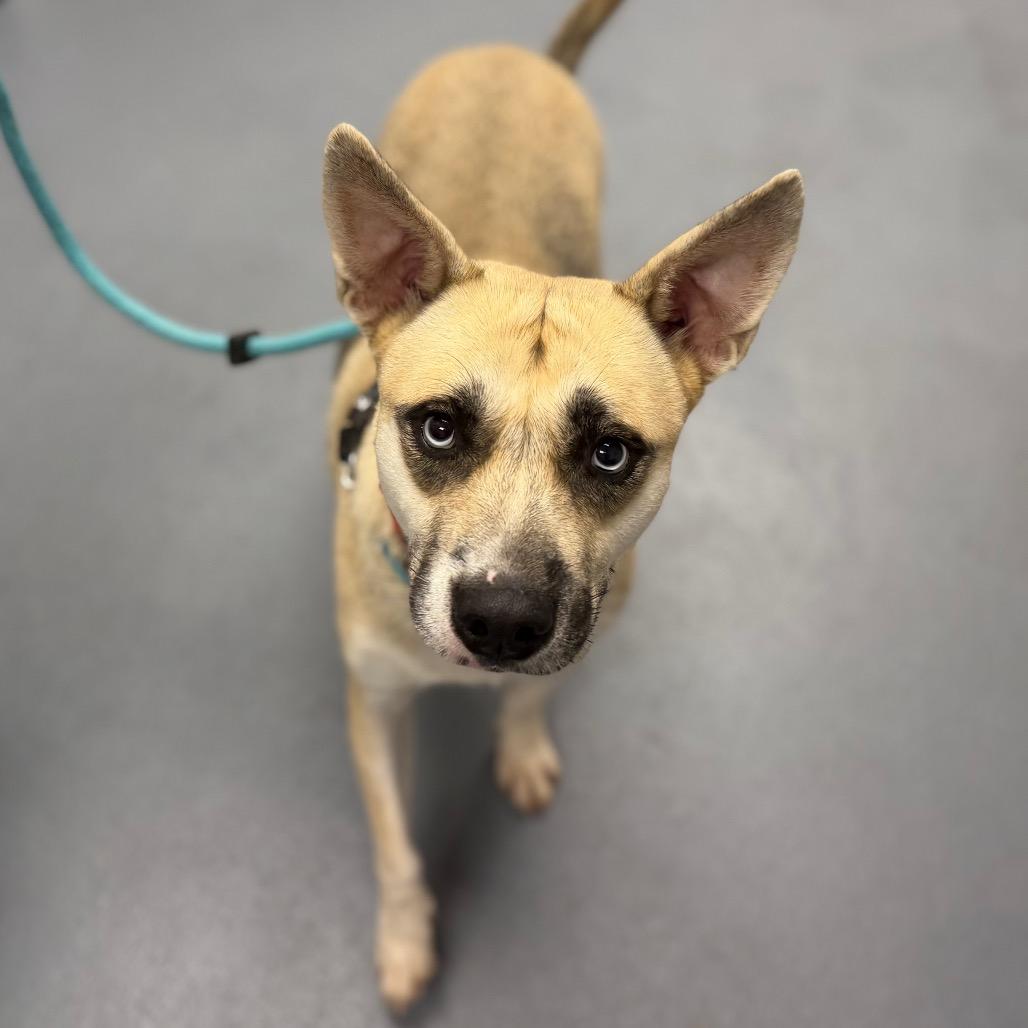 Shockley, Adoptable, Adult Male Mixed Breed.
