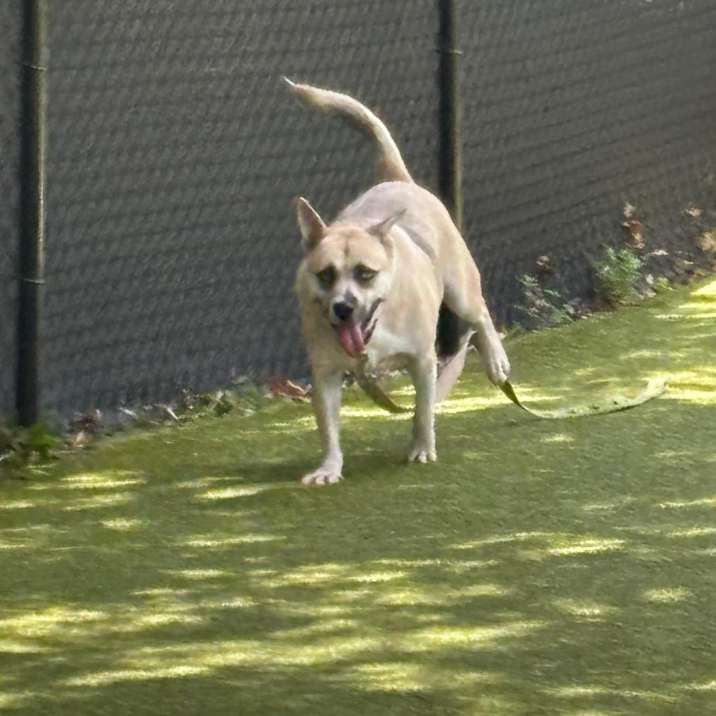 Shockley, a Adoptable Mixed Breed in Sarasota, FL image 2/6