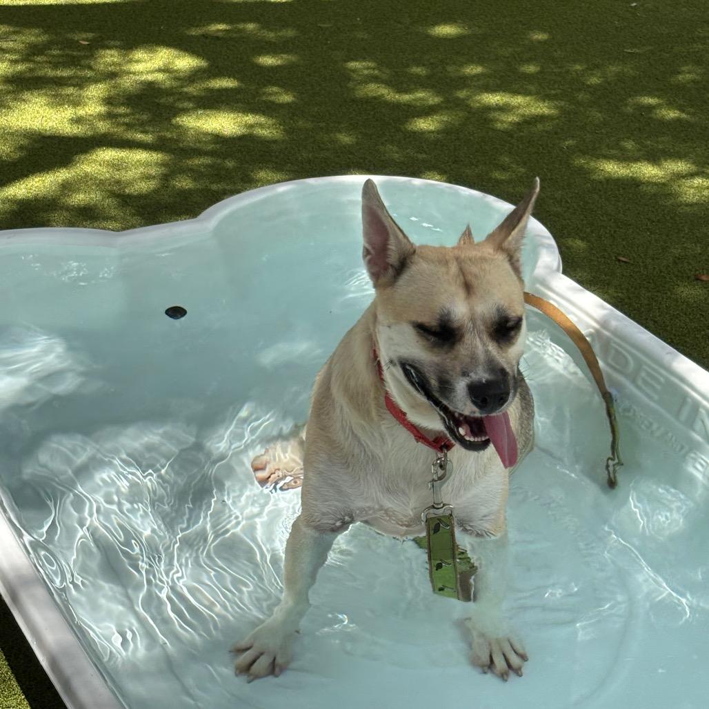 Shockley, a Adoptable Mixed Breed in Sarasota, FL image 3/6