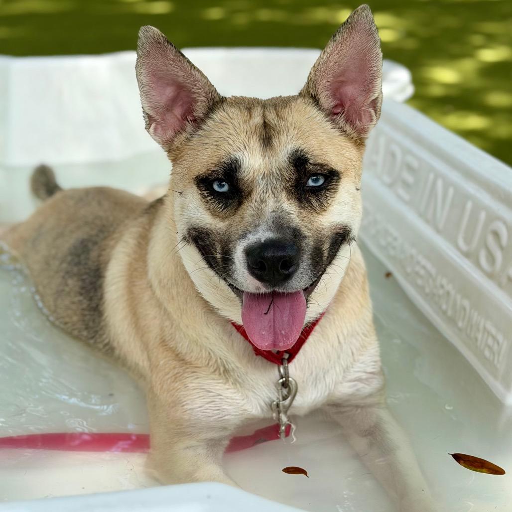 Shockley, a Adoptable Mixed Breed in Sarasota, FL image 4/6