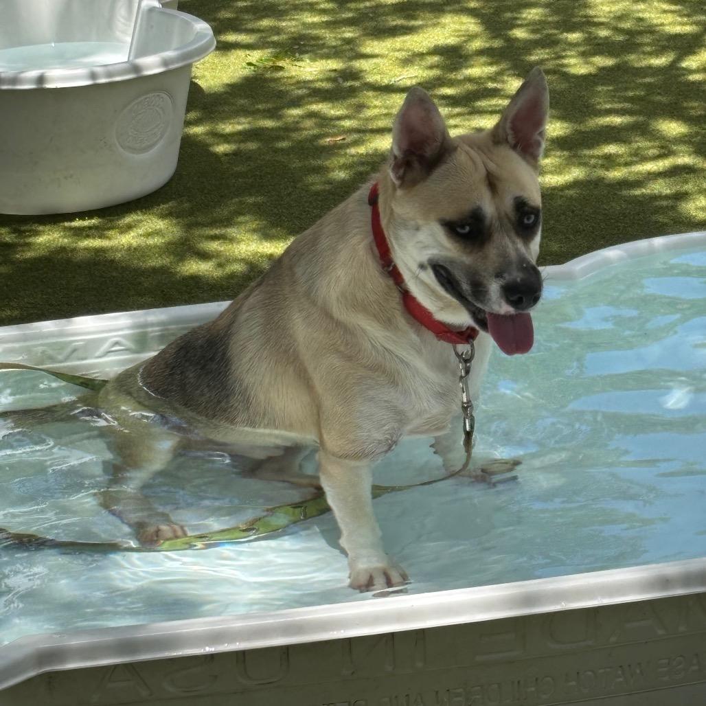 Shockley, a Adoptable Mixed Breed in Sarasota, FL image 5/6