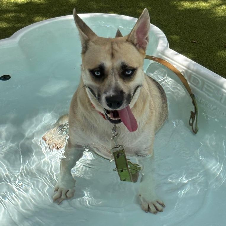 Shockley, a Adoptable Mixed Breed in Sarasota, FL image 6/6