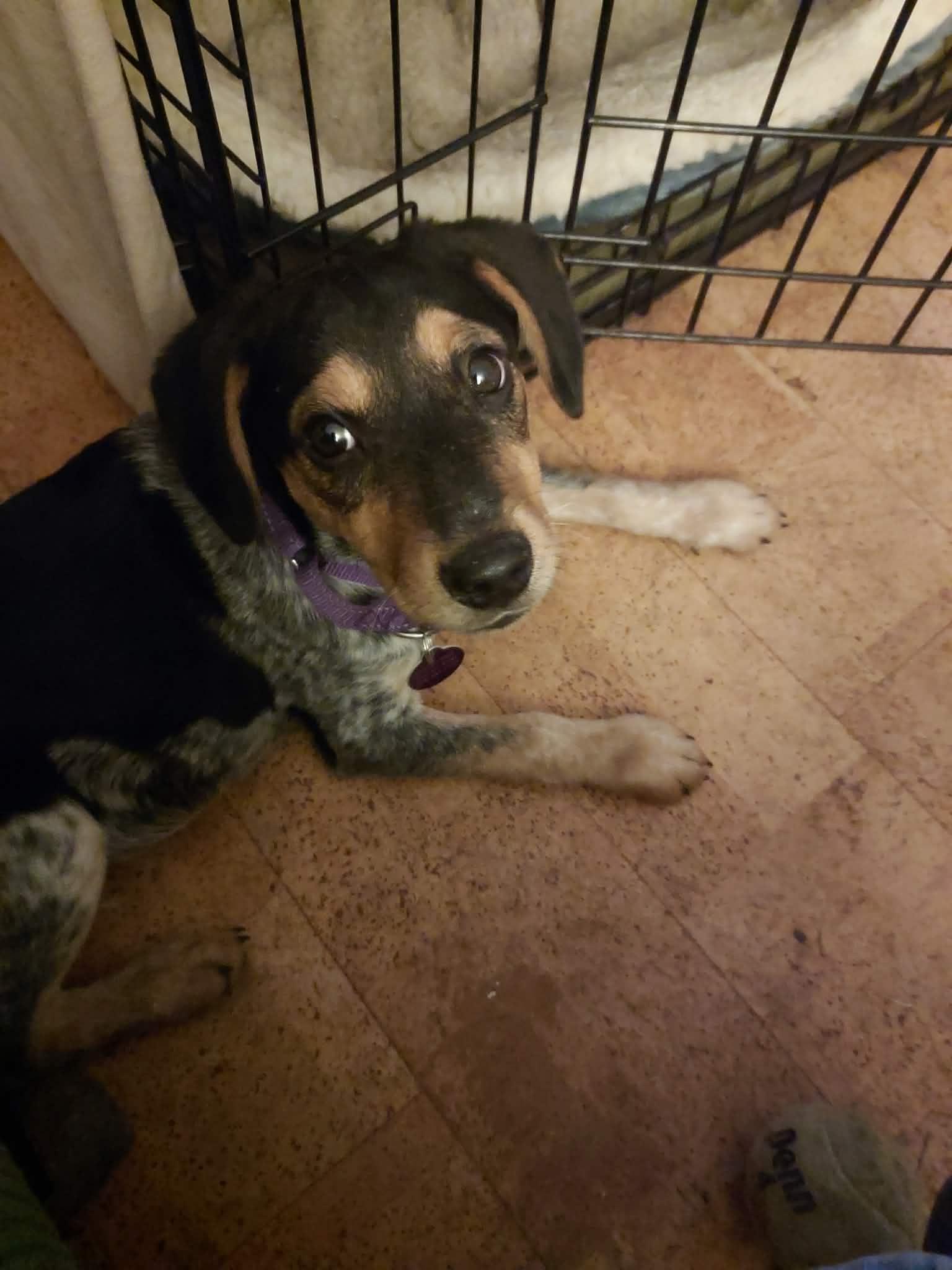 AMITY, Adoptable, Young Female Bluetick Coonhound.