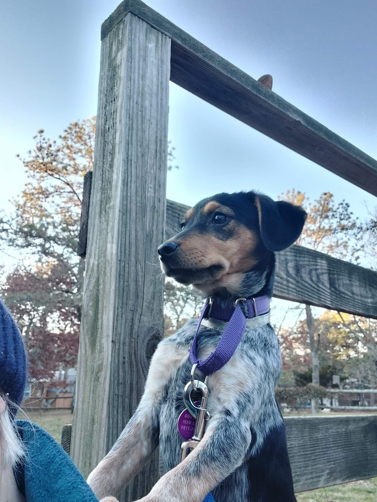 AMITY, Adoptable, Young Female Bluetick Coonhound.