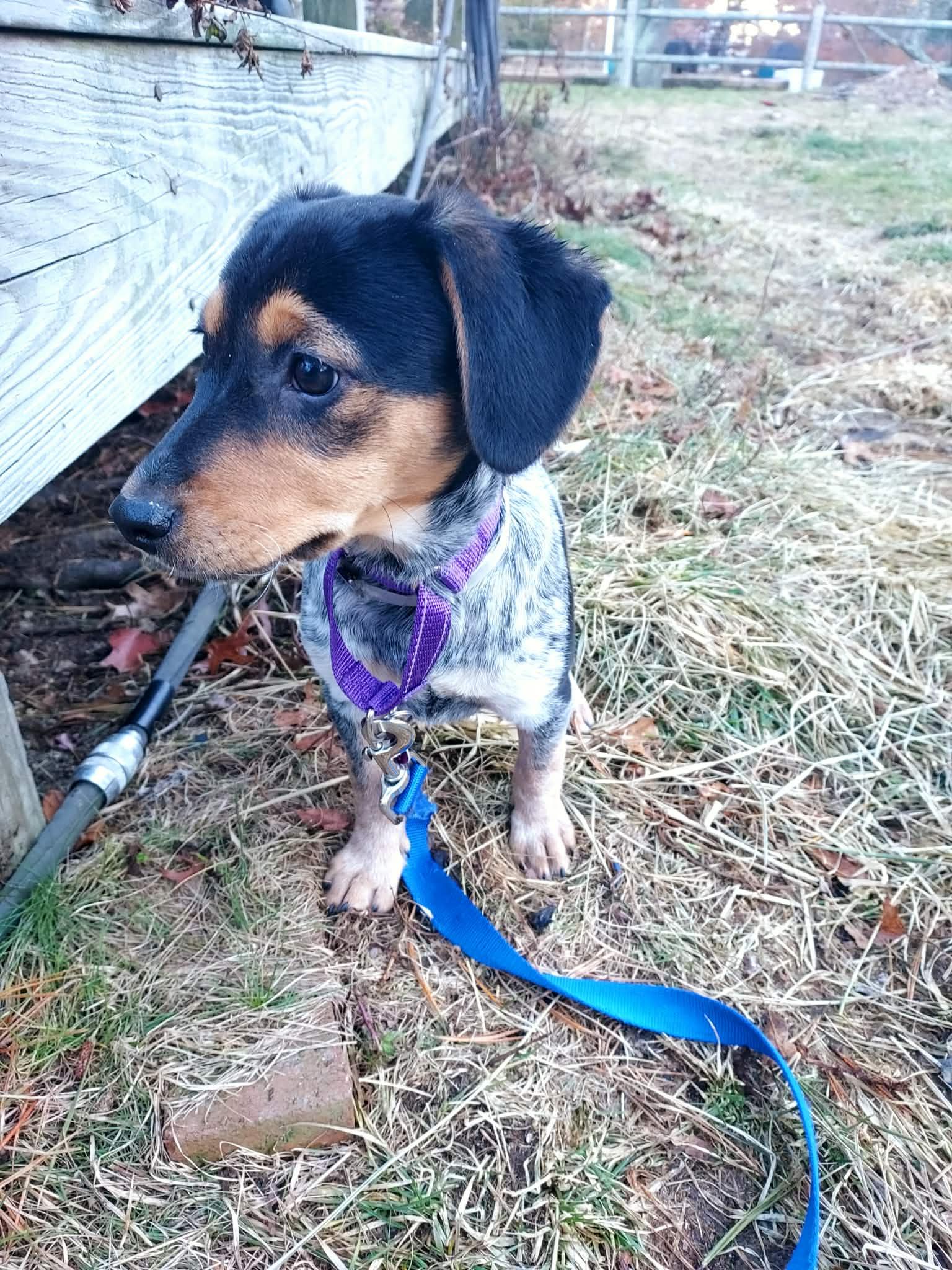 Enlarge AMITY, a Adoptable Bluetick Coonhound in Pomfret Center, CT image 2/3