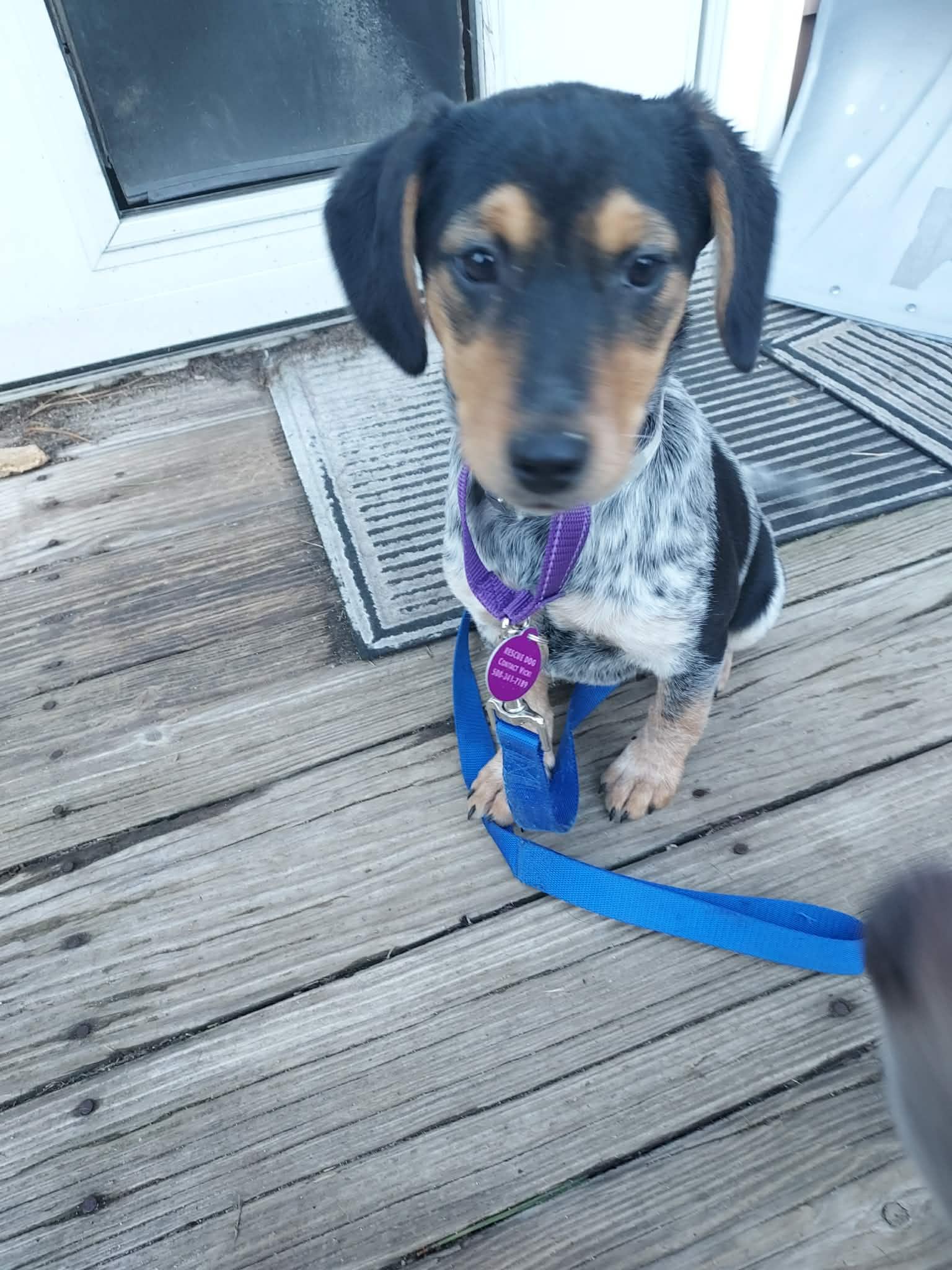 Enlarge AMITY, a Adoptable Bluetick Coonhound in Pomfret Center, CT image 3/3