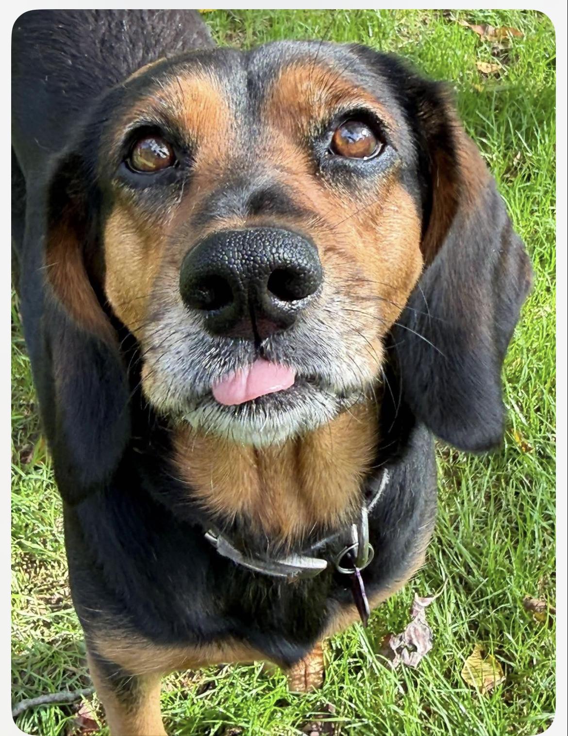 Maggie, Adoptable, Adult Female Beagle.