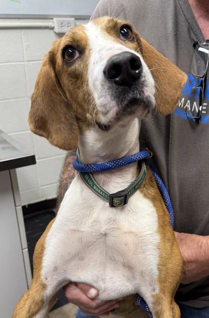 Enlarge Randy, a Adoptable Mixed Breed in Covington, LA image 1/3