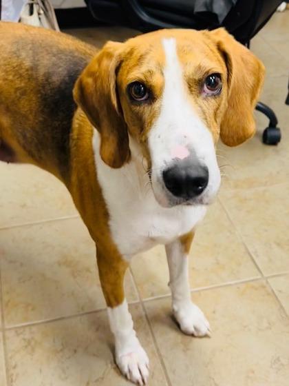 Enlarge Randy, a Adoptable Mixed Breed in Covington, LA image 2/3