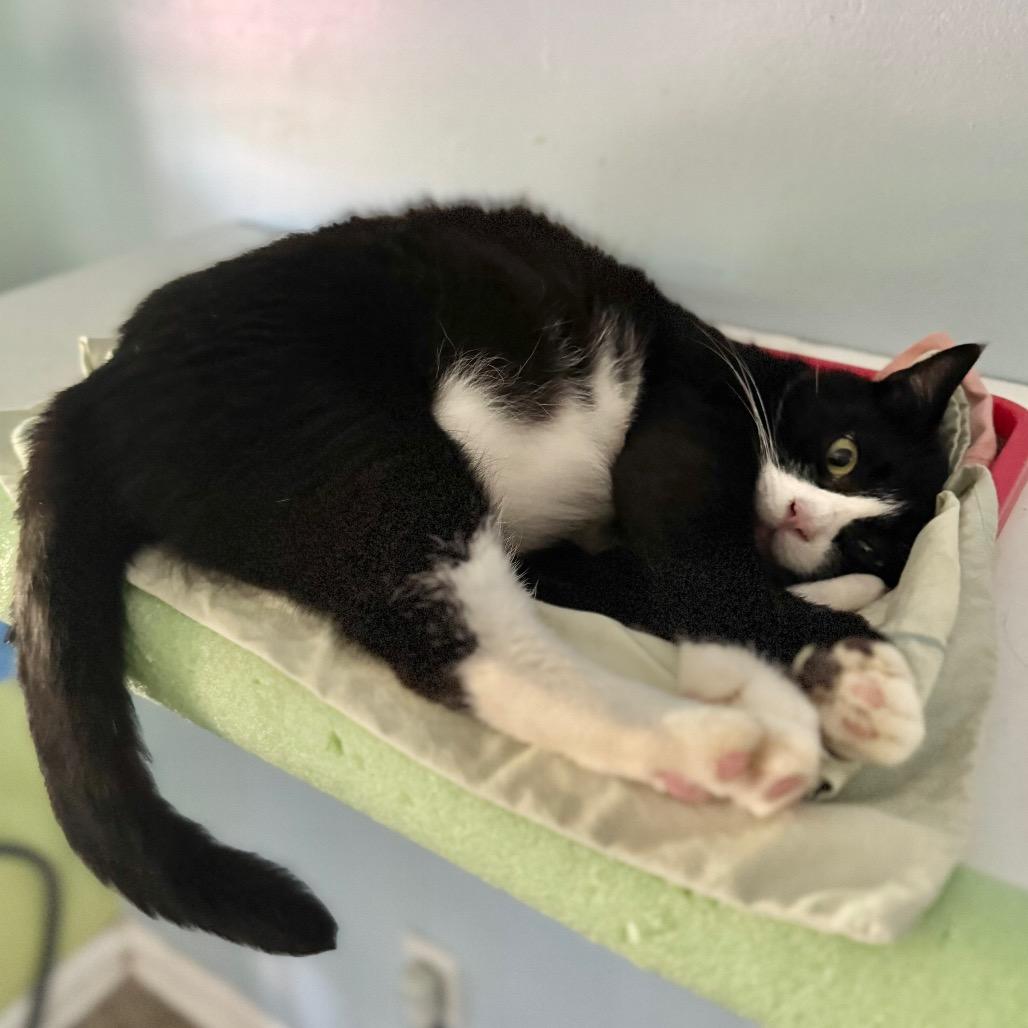 Mr. Fabulous, Adoptable, Adult Male Domestic Short Hair.