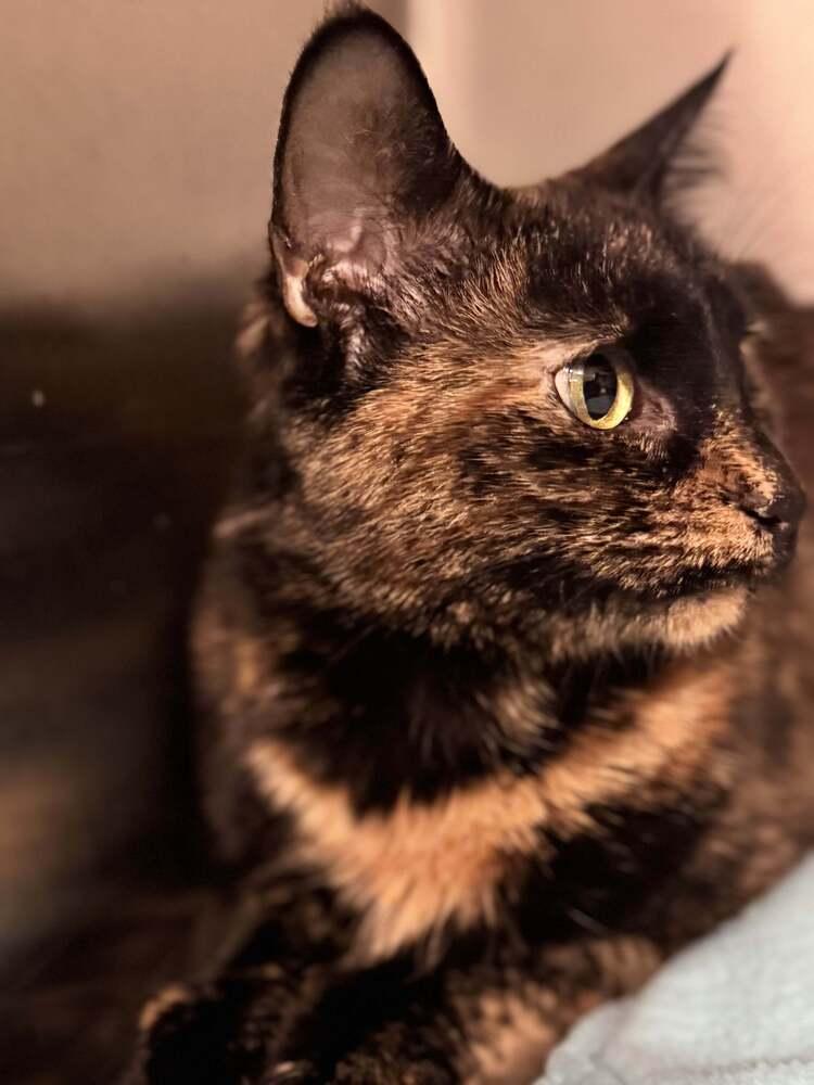 Enlarge Mitsuki, a Adoptable mixed breed in Grand Rapids, MI image 1/6