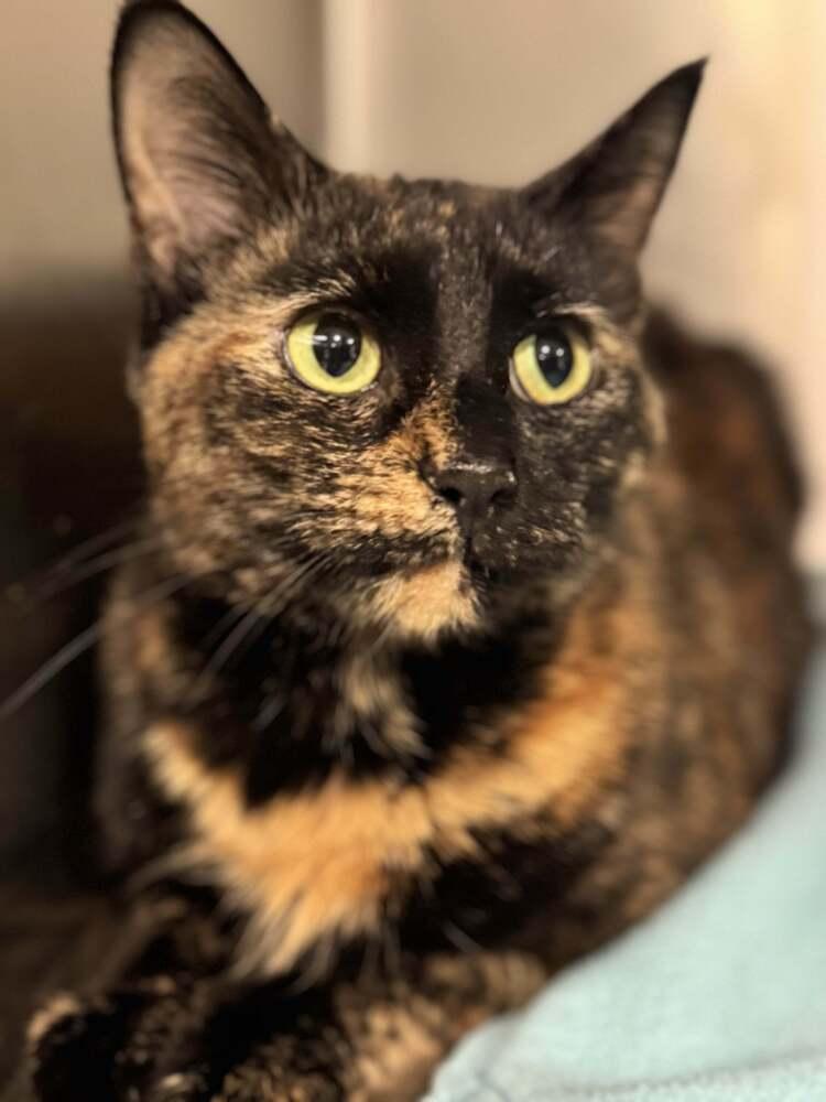 Enlarge Mitsuki, a Adoptable mixed breed in Grand Rapids, MI image 2/6