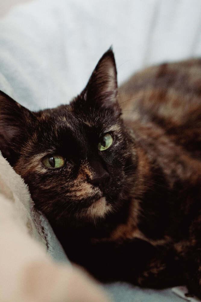 Enlarge Mitsuki, a Adoptable mixed breed in Grand Rapids, MI image 3/6