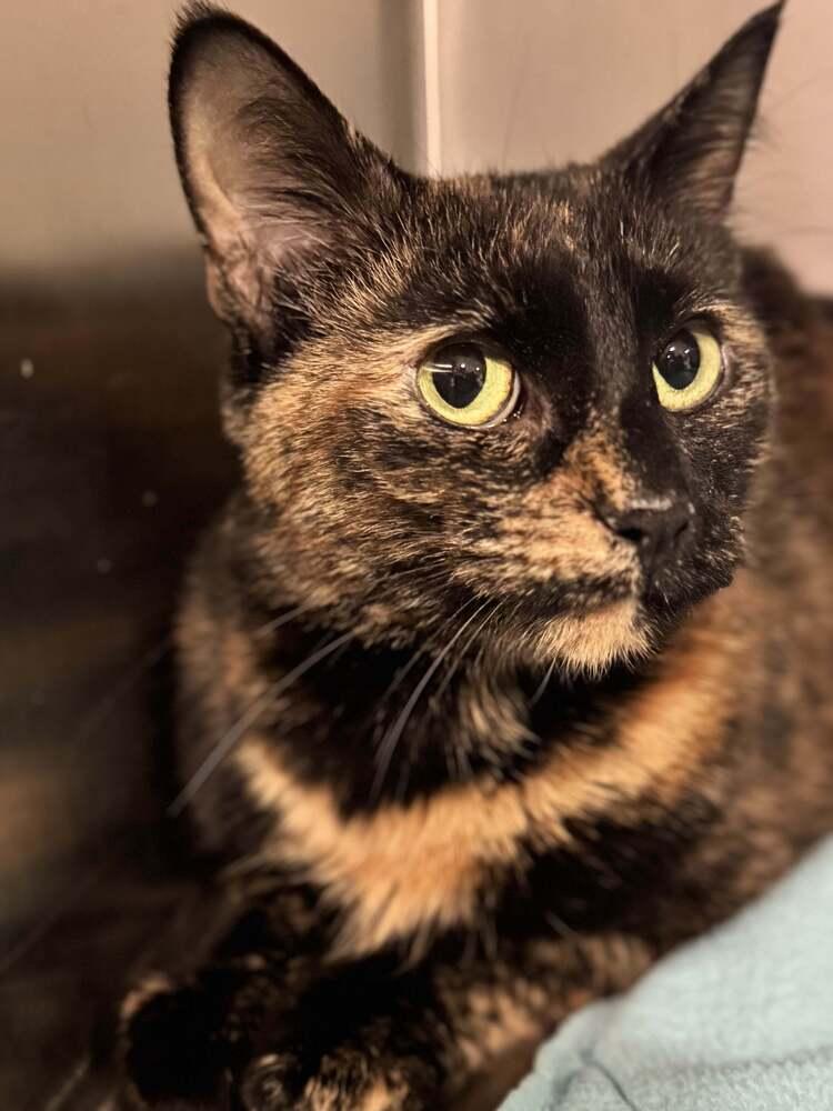 Enlarge Mitsuki, a Adoptable mixed breed in Grand Rapids, MI image 4/6