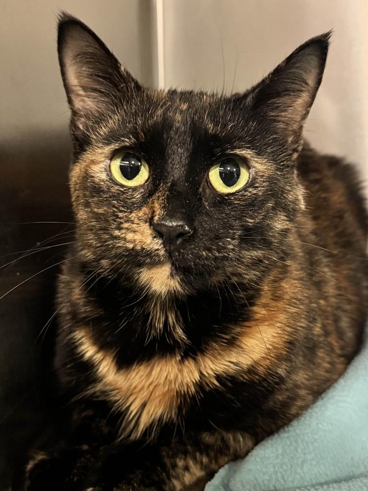 Enlarge Mitsuki, a Adoptable mixed breed in Grand Rapids, MI image 5/6