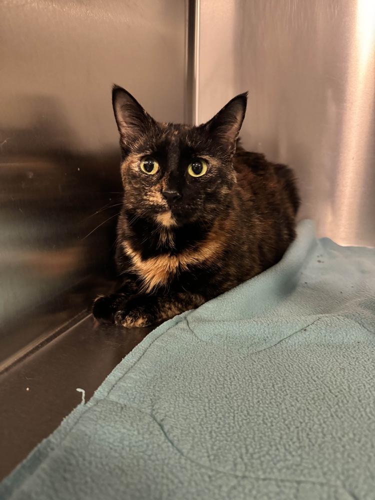 Enlarge Mitsuki, a Adoptable mixed breed in Grand Rapids, MI image 6/6