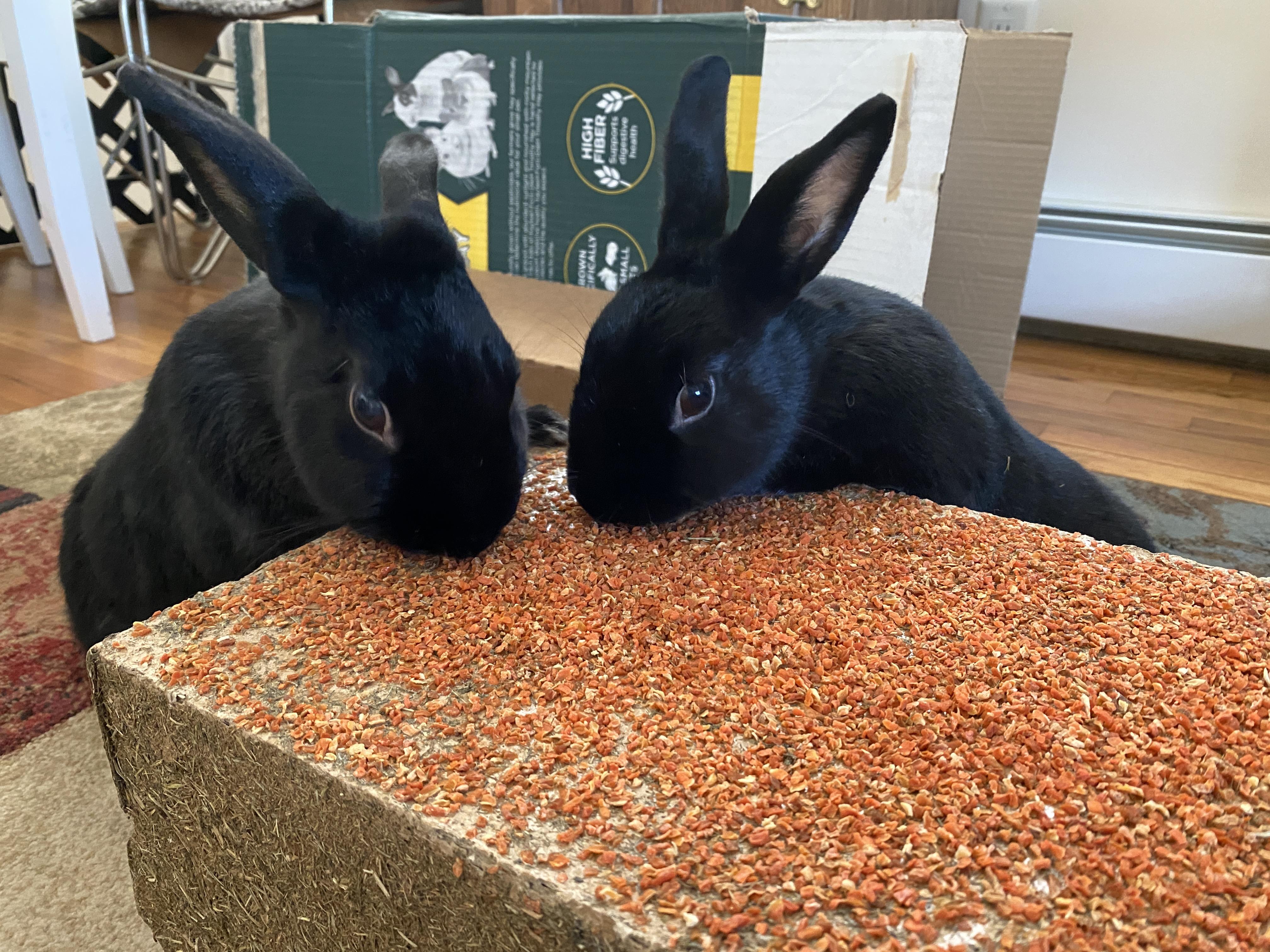 Mira and Midnight, Adoptable, Adult Female Bunny Rabbit.