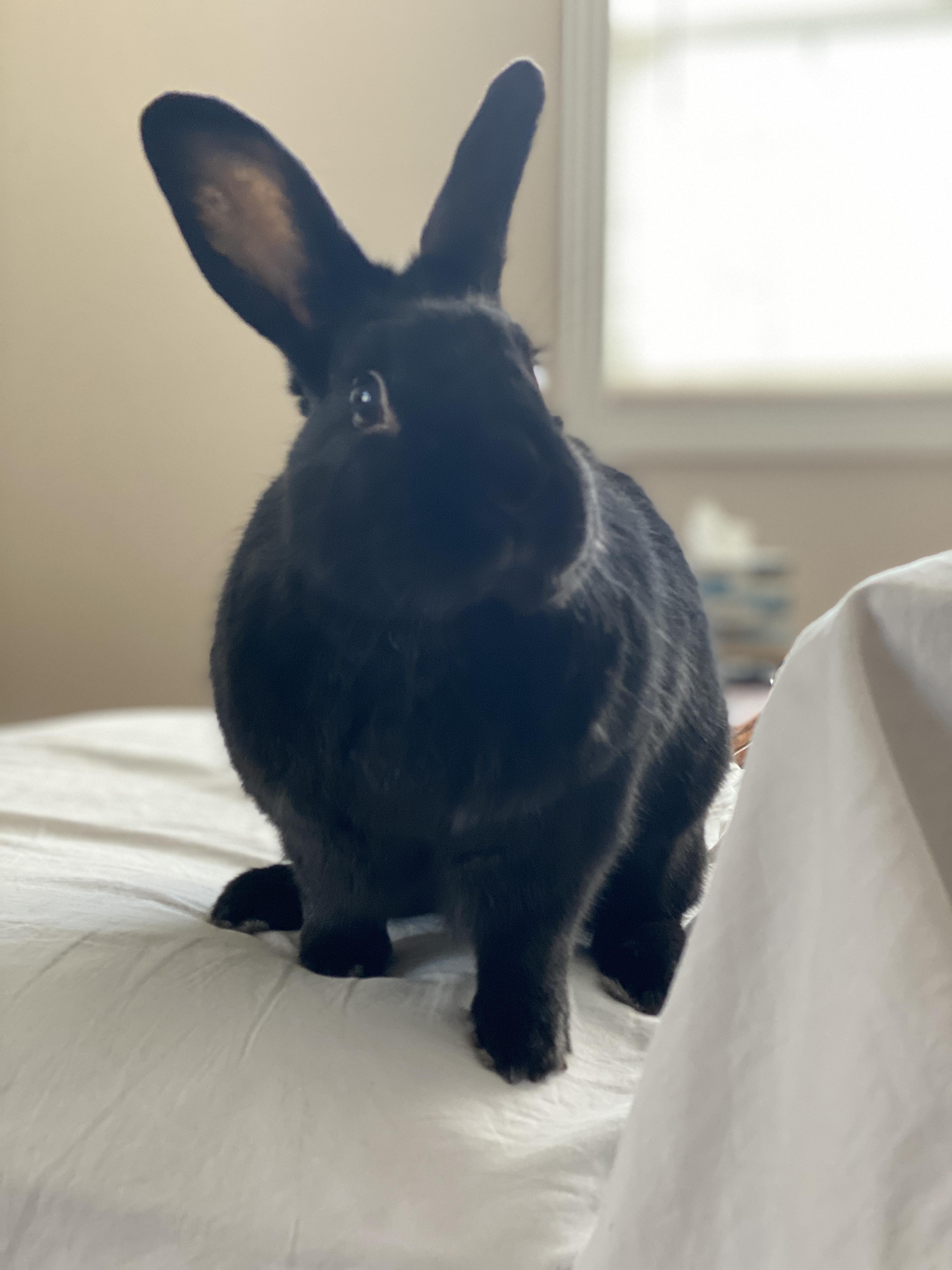 Enlarge Mira and Midnight, a Adoptable mixed breed in Brick, NJ image 3/5