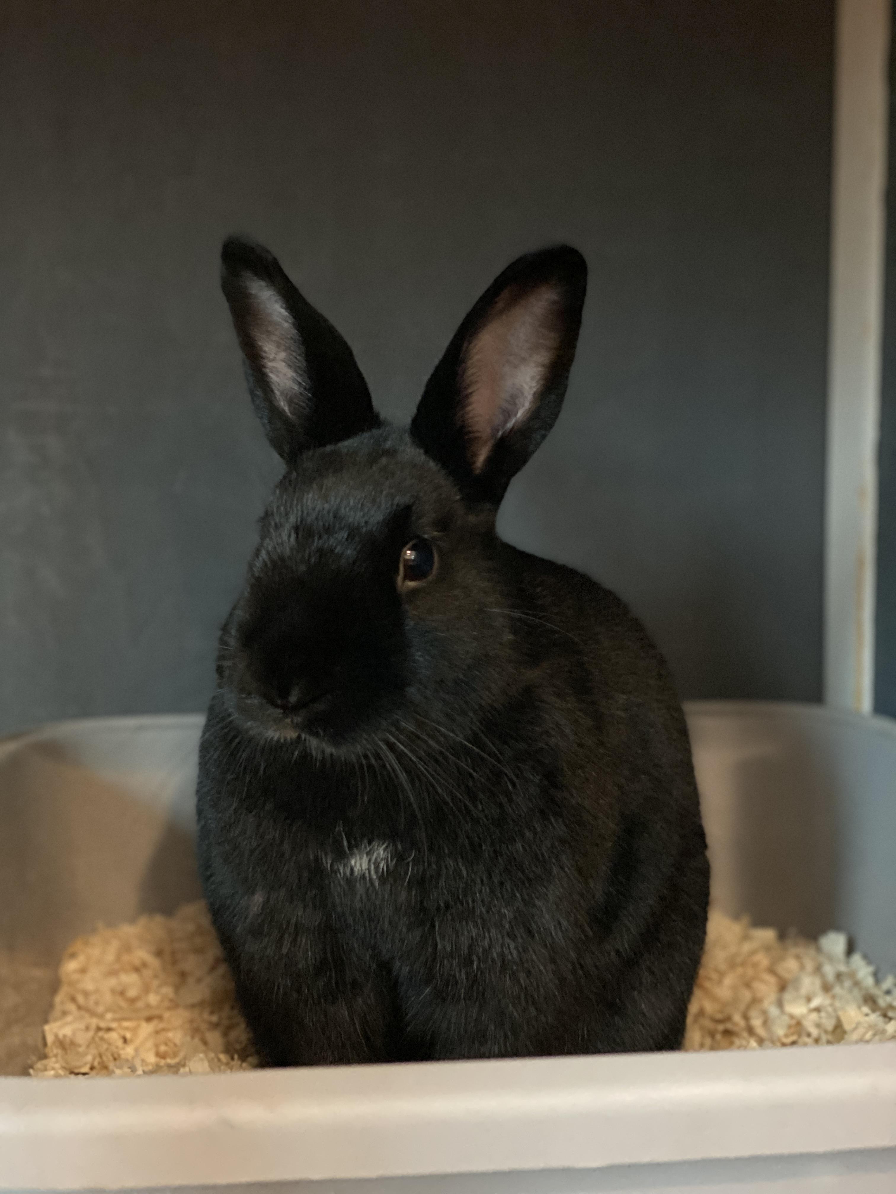 Enlarge Mira and Midnight, a Adoptable mixed breed in Brick, NJ image 4/5