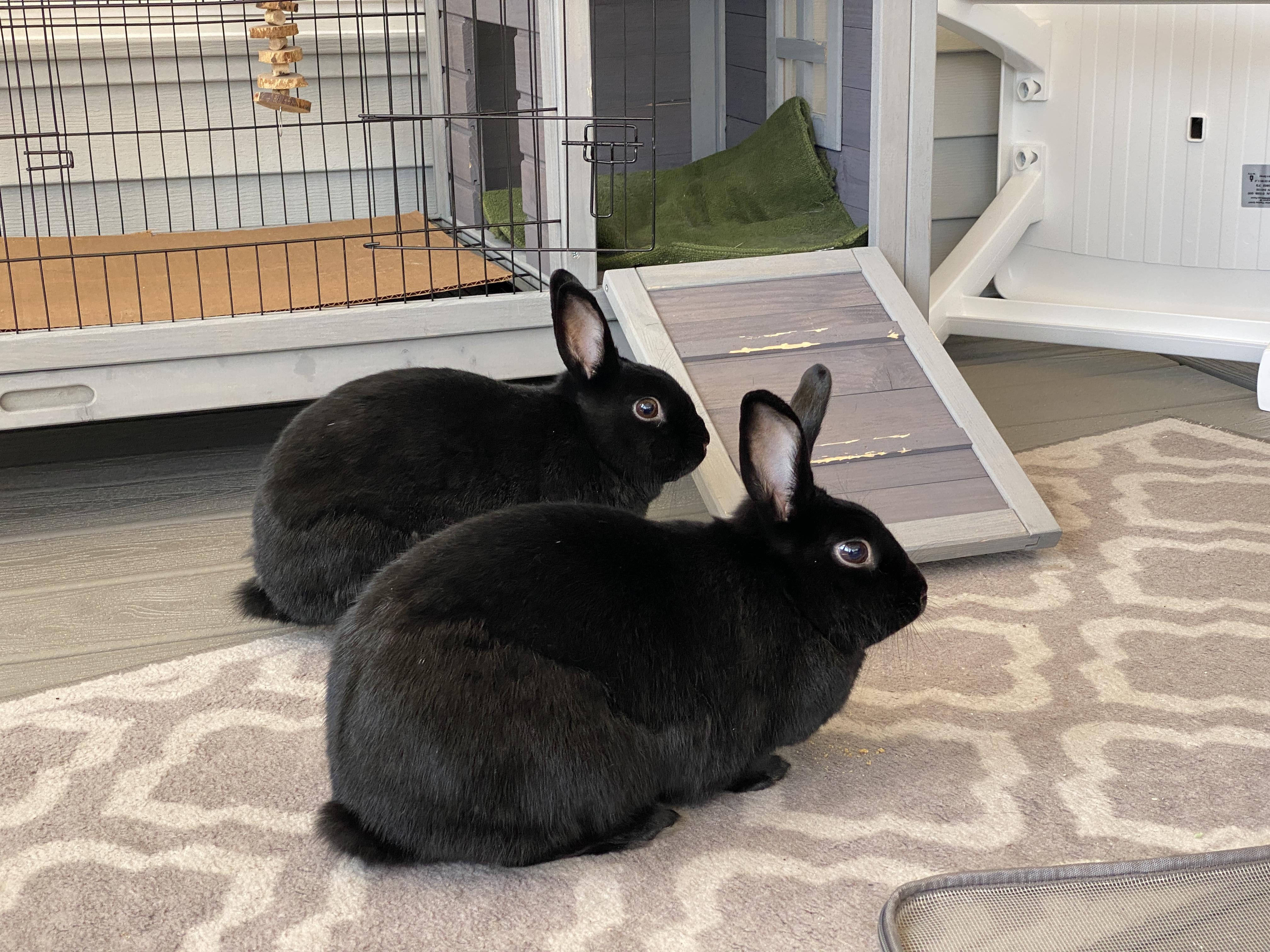 Enlarge Mira and Midnight, a Adoptable mixed breed in Brick, NJ image 5/5