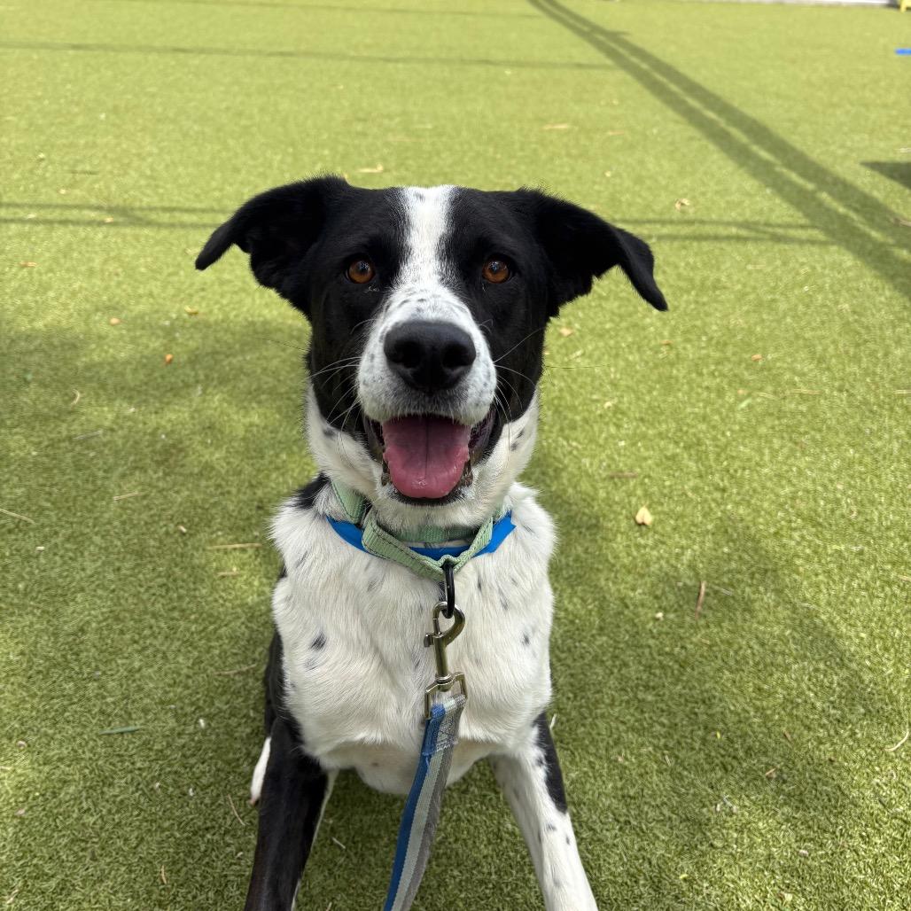 Enlarge Cooper, a Adoptable mixed breed in Albuquerque, NM image 1/6