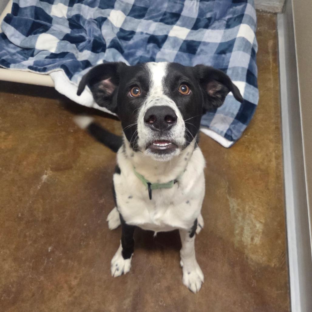 Enlarge Cooper, a Adoptable mixed breed in Albuquerque, NM image 2/6
