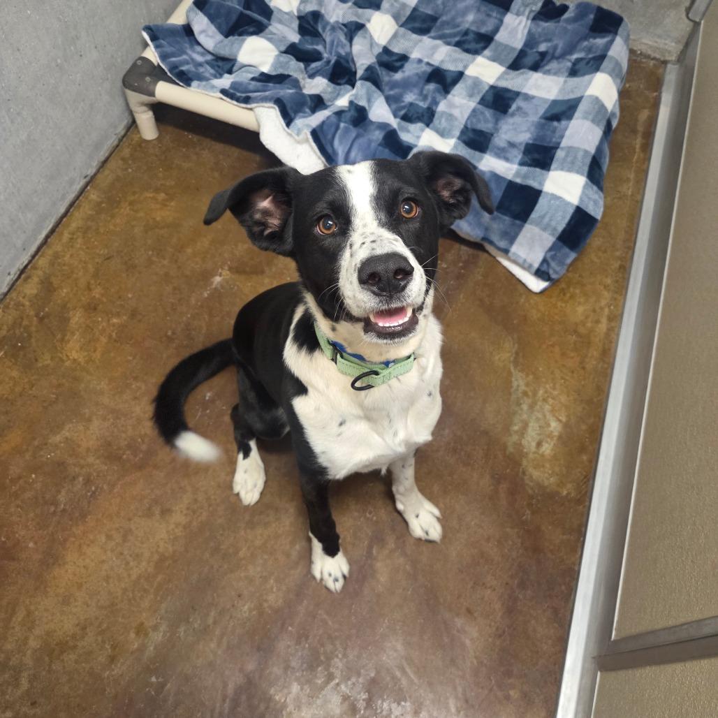 Enlarge Cooper, a Adoptable mixed breed in Albuquerque, NM image 3/6