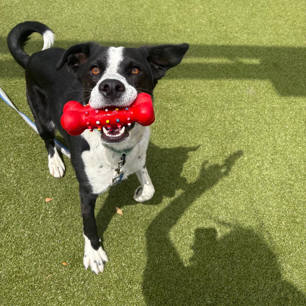 Enlarge Cooper, a Adoptable mixed breed in Albuquerque, NM image 4/6