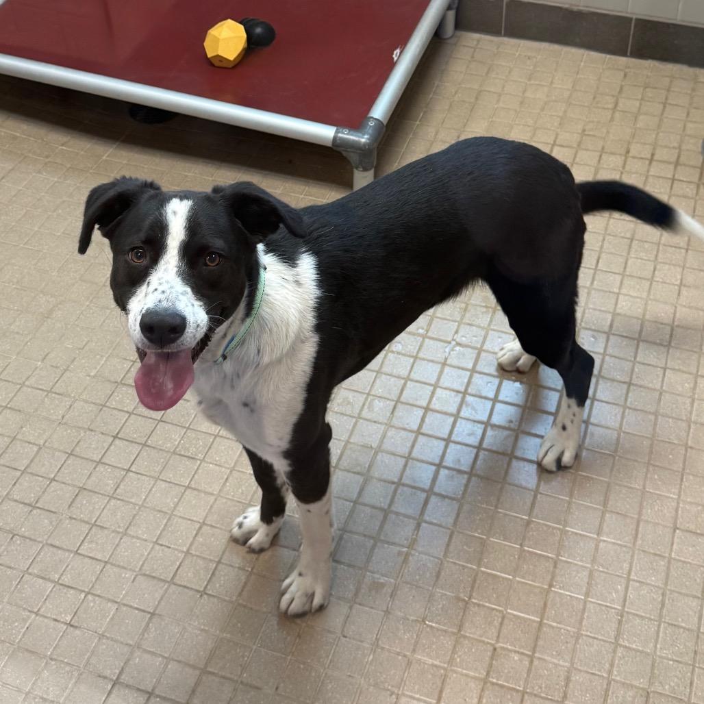 Enlarge Cooper, a Adoptable mixed breed in Albuquerque, NM image 5/6