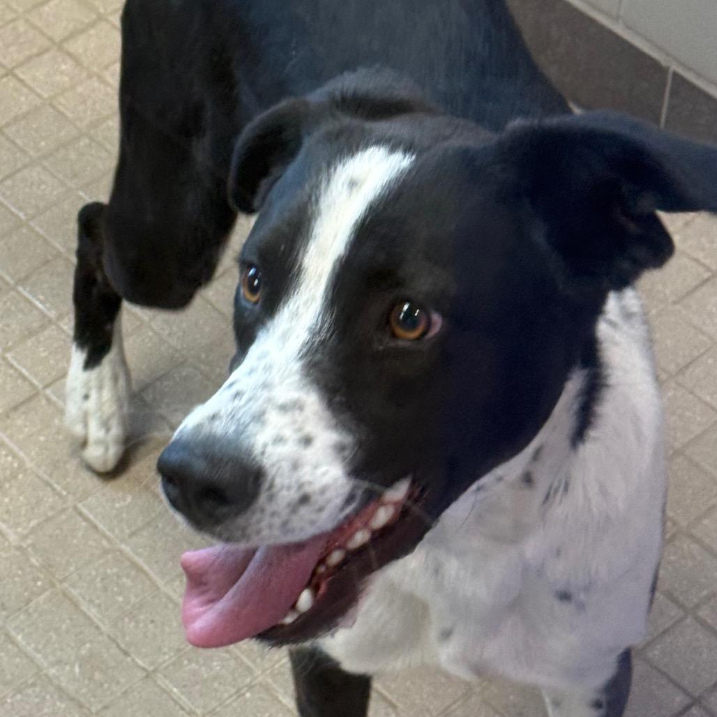 Enlarge Cooper, a Adoptable mixed breed in Albuquerque, NM image 6/6