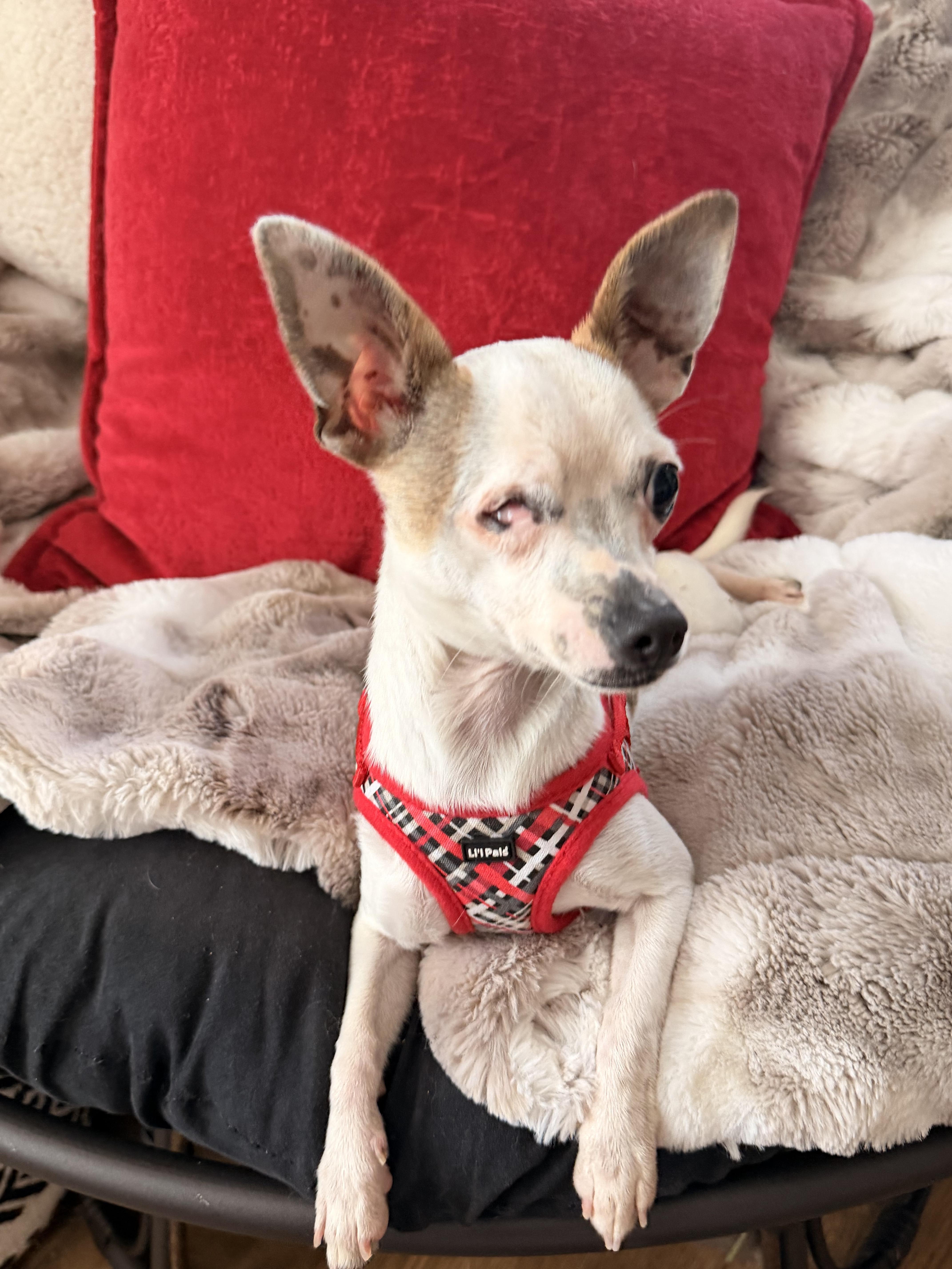 Pixie , ADOPTABLE, Young Female Chihuahua.