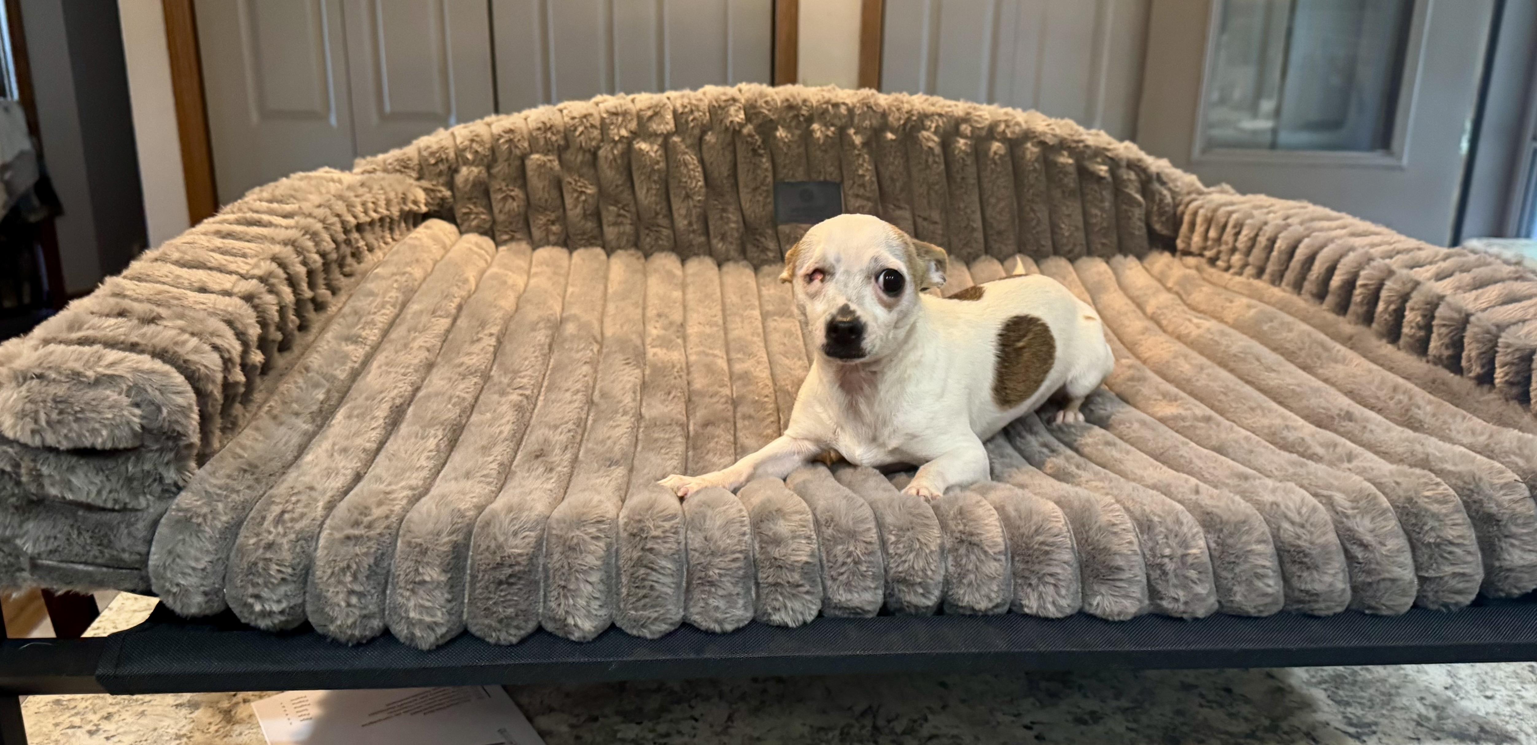 Pixie , ADOPTABLE, Young Female Chihuahua.