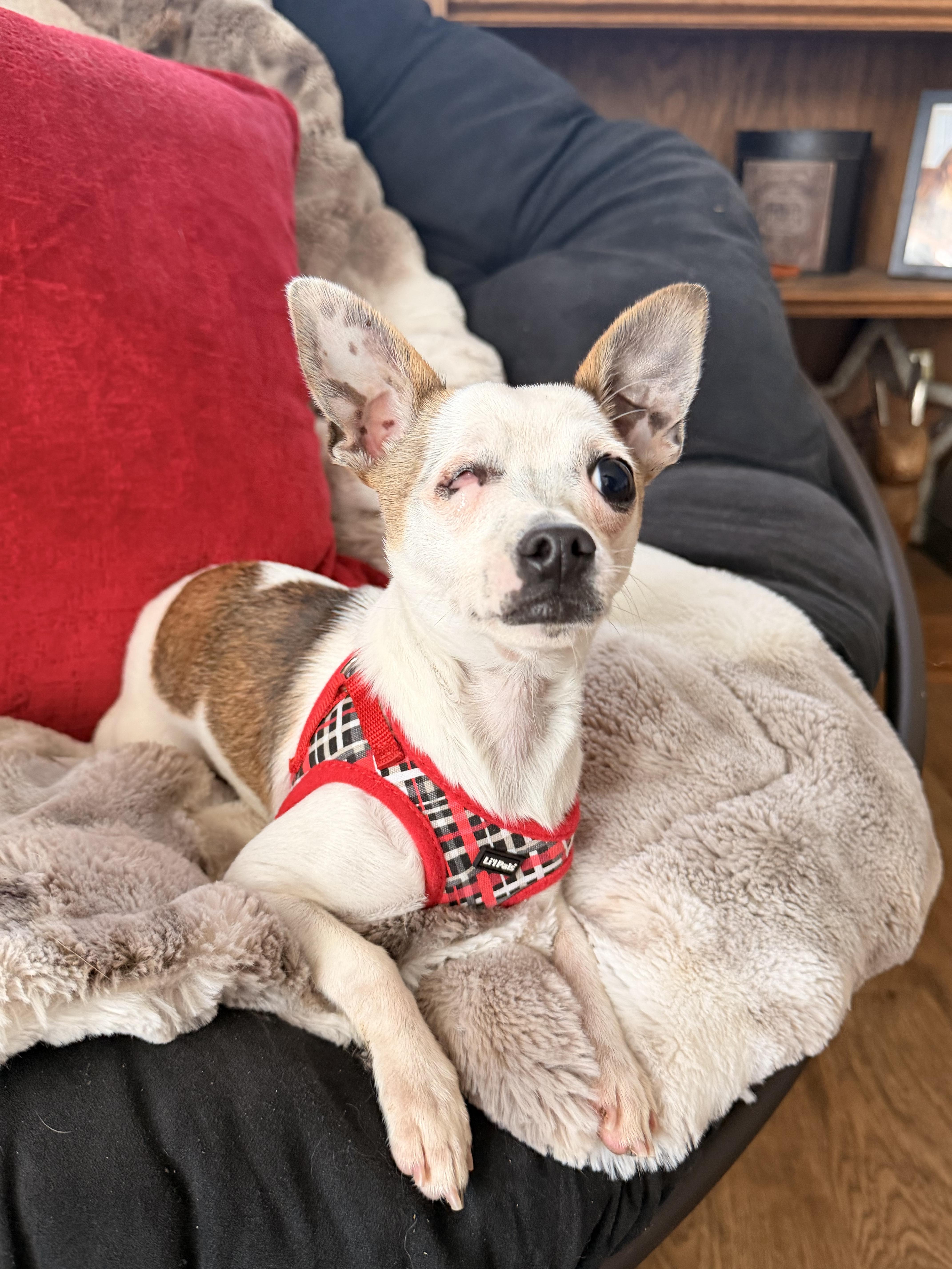 Enlarge Pixie , a ADOPTABLE Chihuahua in North Freedom, WI image 2/2