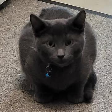 Montego, Adoptable, Kitten Male Domestic Short Hair.