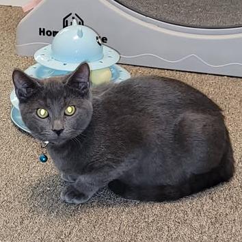 Enlarge Montego, a Adoptable Domestic Short Hair in Abbotsford, BC image 2/4