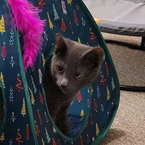 Enlarge Montego, a Adoptable Domestic Short Hair in Abbotsford, BC image 3/4