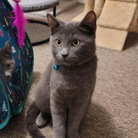 Enlarge Montego, a Adoptable Domestic Short Hair in Abbotsford, BC image 4/4