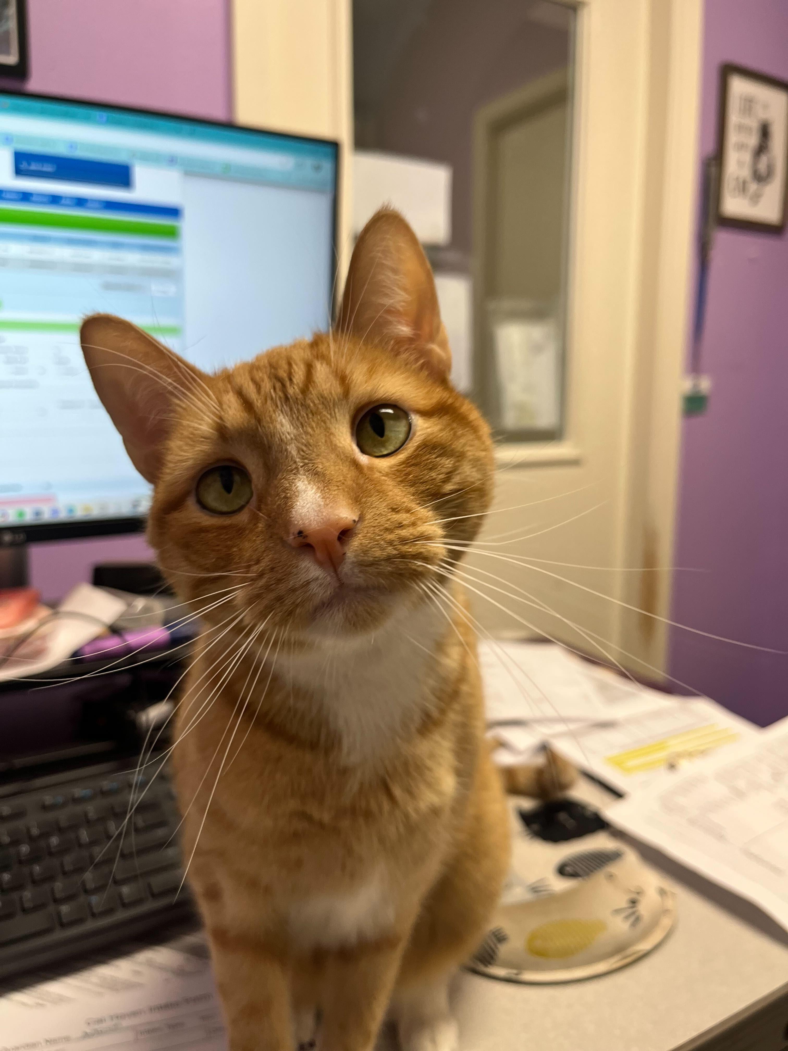 Cayenne, a Adoptable Domestic Short Hair in Baton Rouge, LA image 2/4