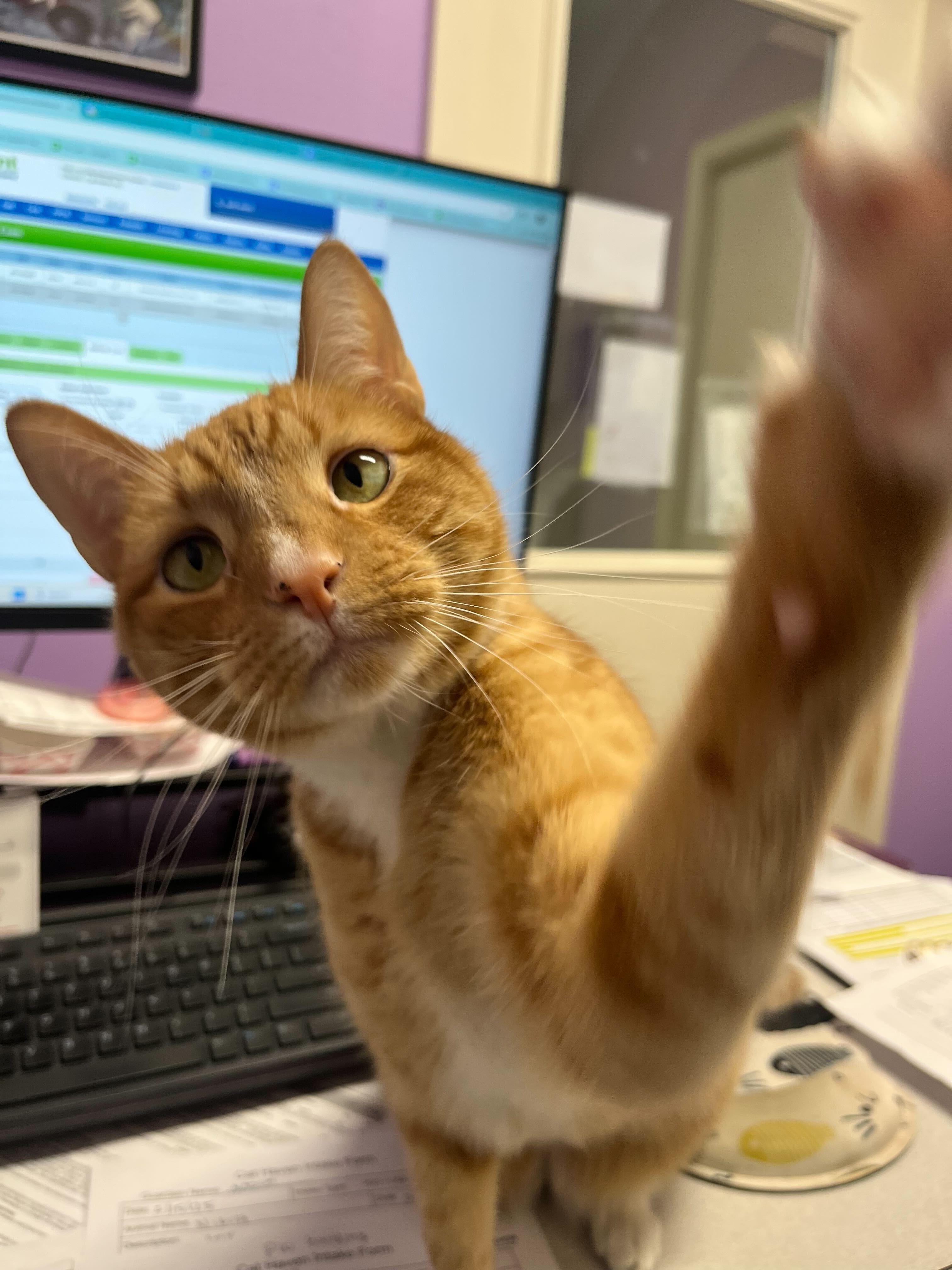 Cayenne, a Adoptable Domestic Short Hair in Baton Rouge, LA image 3/4