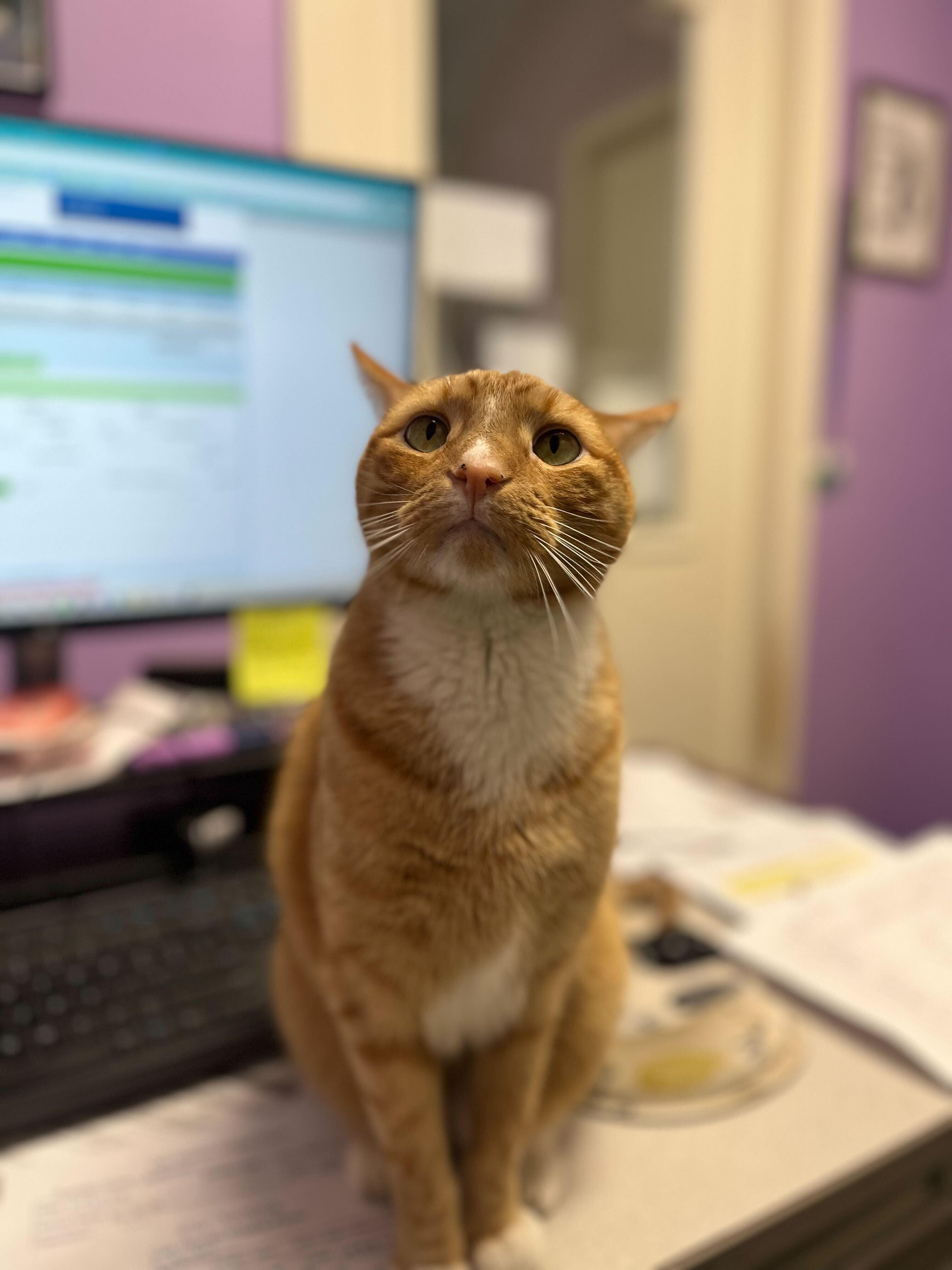 Cayenne, a Adoptable Domestic Short Hair in Baton Rouge, LA image 4/4