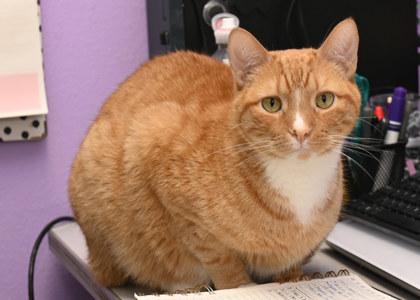 Cayenne, Adult Male Domestic Short Hair