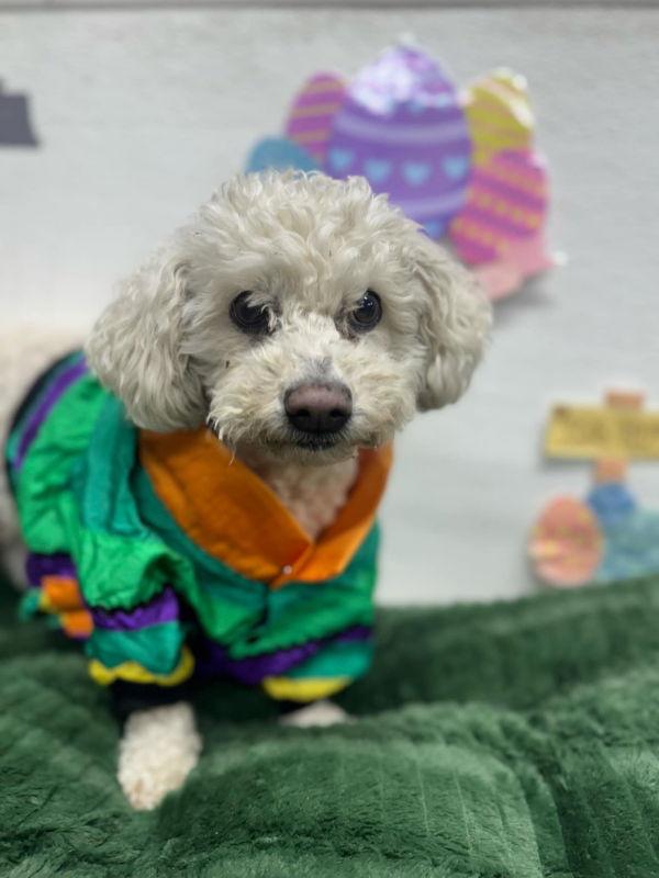 Yvette, a Adoptable Bichon Frise in Mukwonago, WI image 3/3
