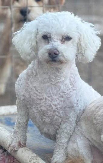 Yvette, a Adoptable Bichon Frise in Mukwonago, WI image 1/3