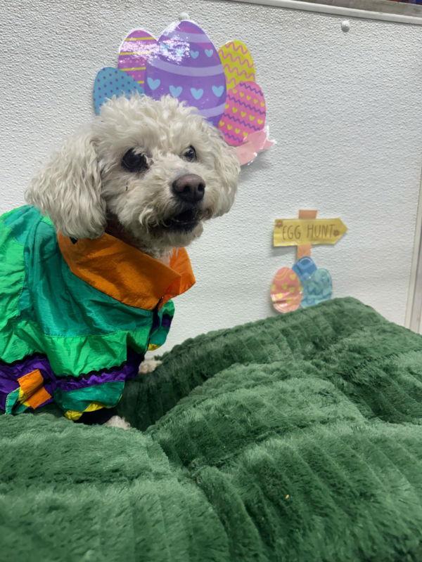 Yvette, a Adoptable Bichon Frise in Mukwonago, WI image 3/3