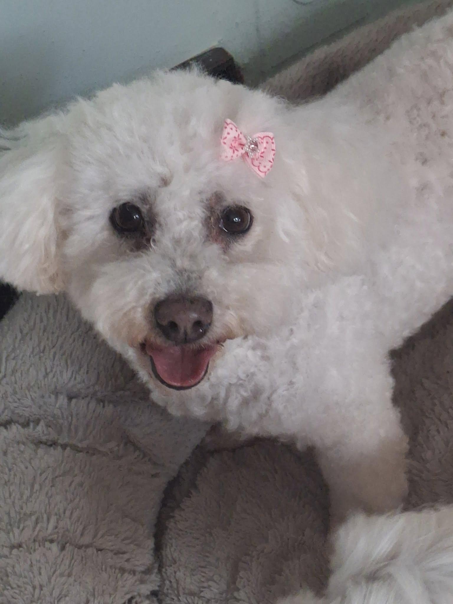 Enlarge Yvette, a Adoptable Bichon Frise in Mukwonago, WI image 3/3